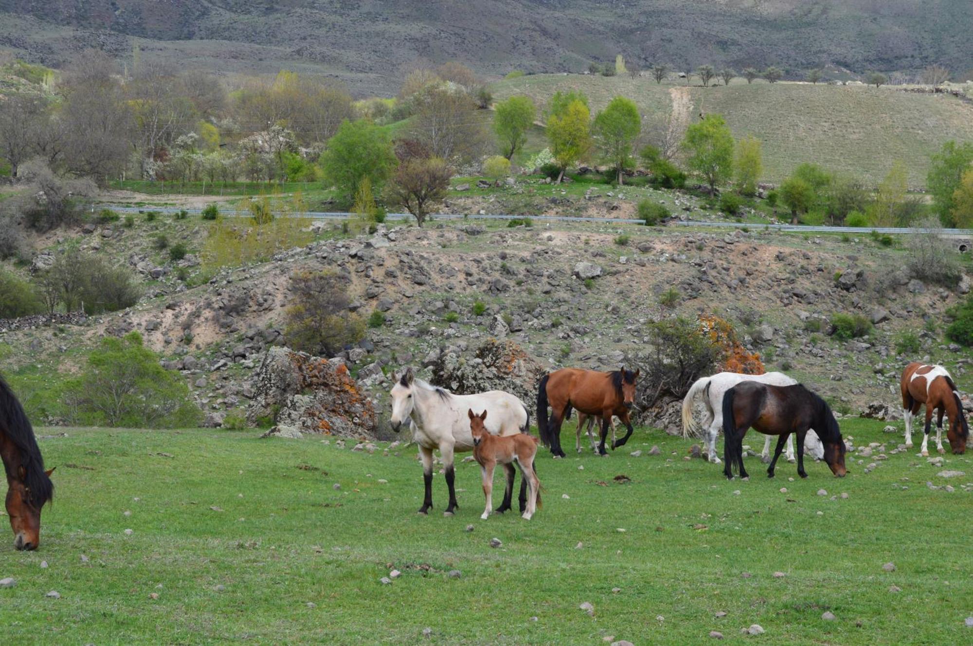 Tirebi Farmhouse Vardzia  Bagian luar foto